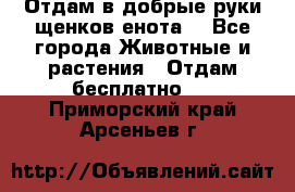 Отдам в добрые руки щенков енота. - Все города Животные и растения » Отдам бесплатно   . Приморский край,Арсеньев г.